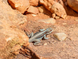 Imagem de Ctenophorus mirrityana Mclean, Moussalli, Sass & Stuart-fox 2013