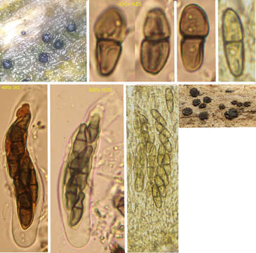 Image of Rhizodiscina lignyota (Fr.) Hafellner 1979