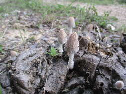 Image of Coprinopsis pseudonivea (Bender & Uljé) Redhead, Vilgalys & Moncalvo 2001