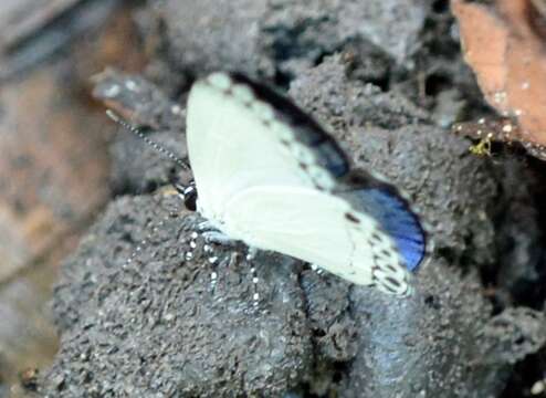 Image of Lycaenopsis haraldus renonga (Roley)