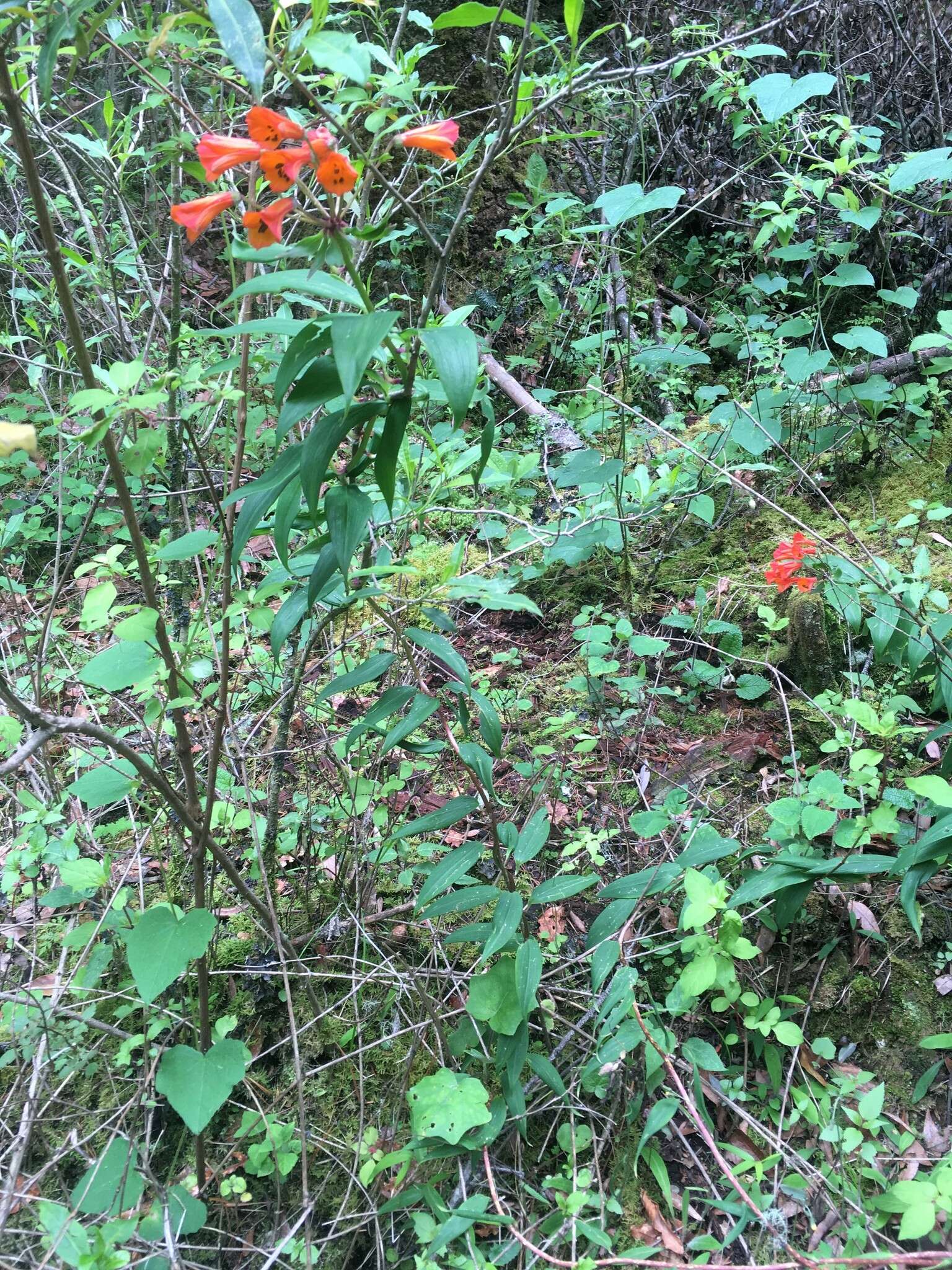 Image of Bomarea acutifolia (Link & Otto) Herb.