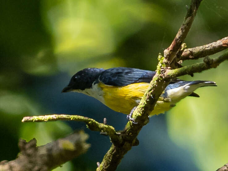 Image of Legge's Flowerpecker