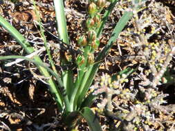 Image of Albuca virens (Lindl.) J. C. Manning & Goldblatt