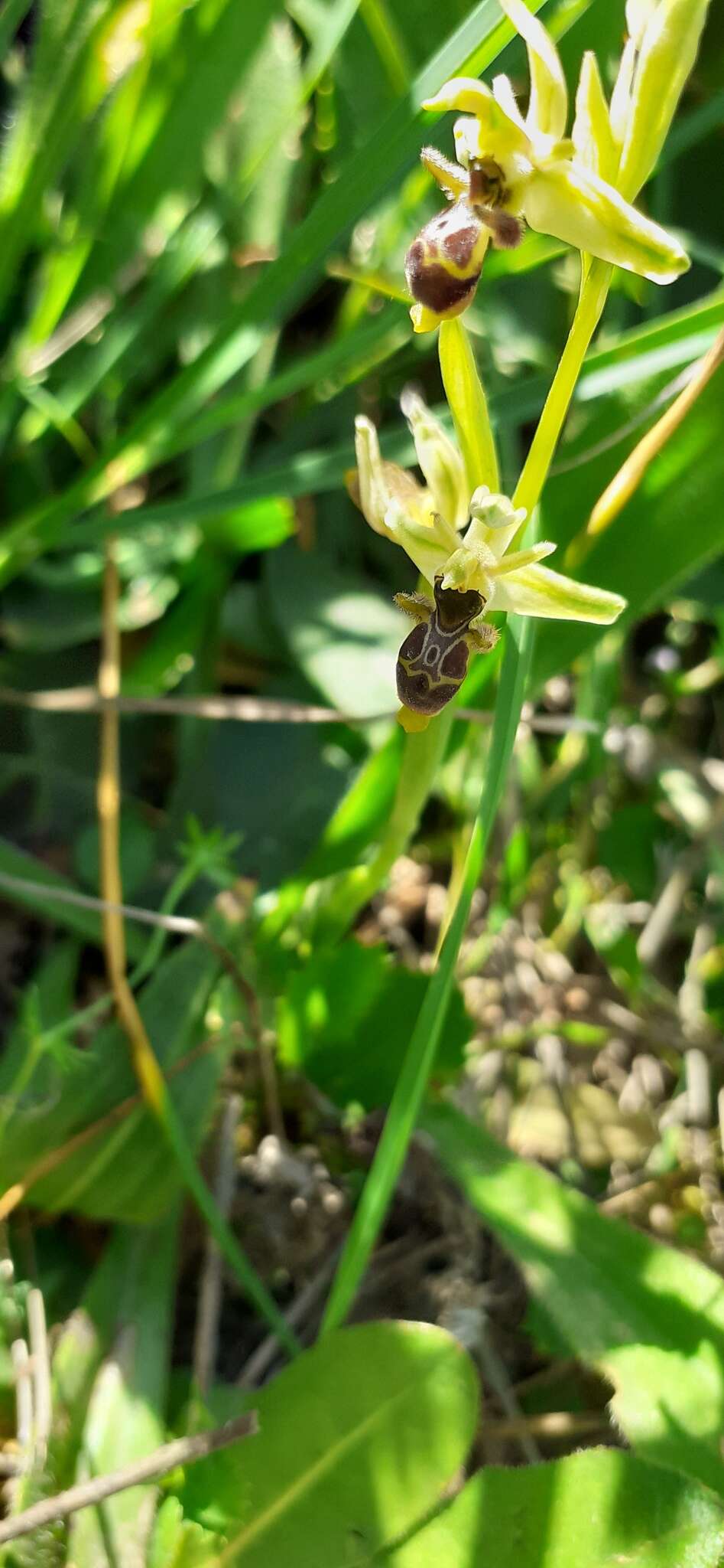 Image de Ophrys scolopax subsp. apiformis (Desf.) Maire & Weiller