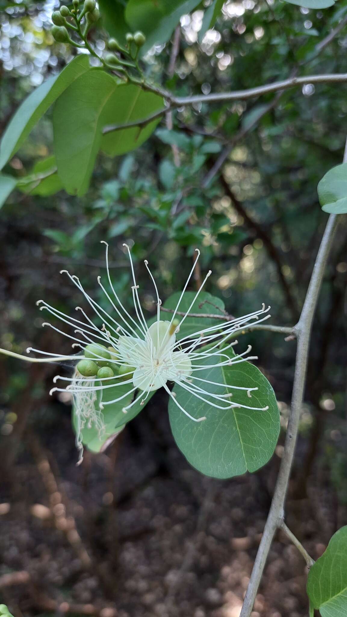 Image of Cynophalla retusa (Griseb.) Cornejo & Iltis