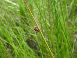 Image of Chorizandra sphaerocephala R. Br.