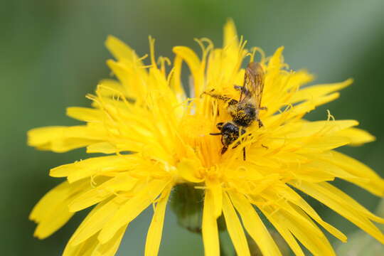 Image of Andrena chromotricha Cockerell 1899