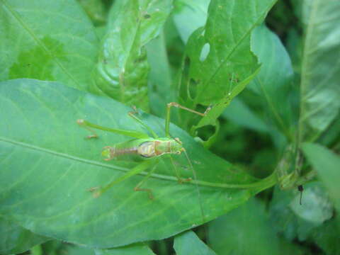 Image of speckled bush-cricket