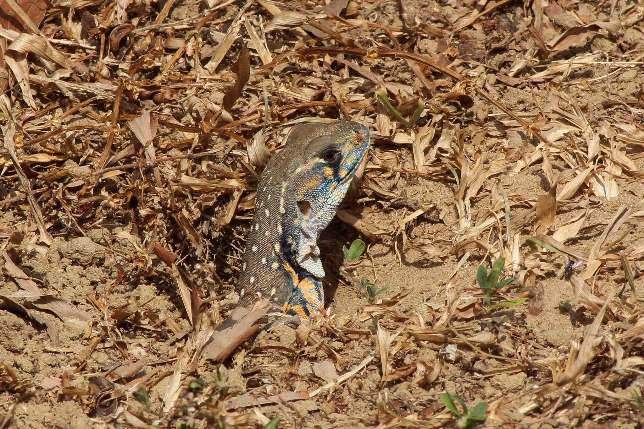 Image of Common Butterfly Lizard