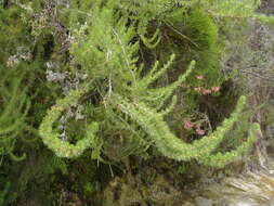 Image of Cliffortia paucistaminea var. australis C. Whitehouse