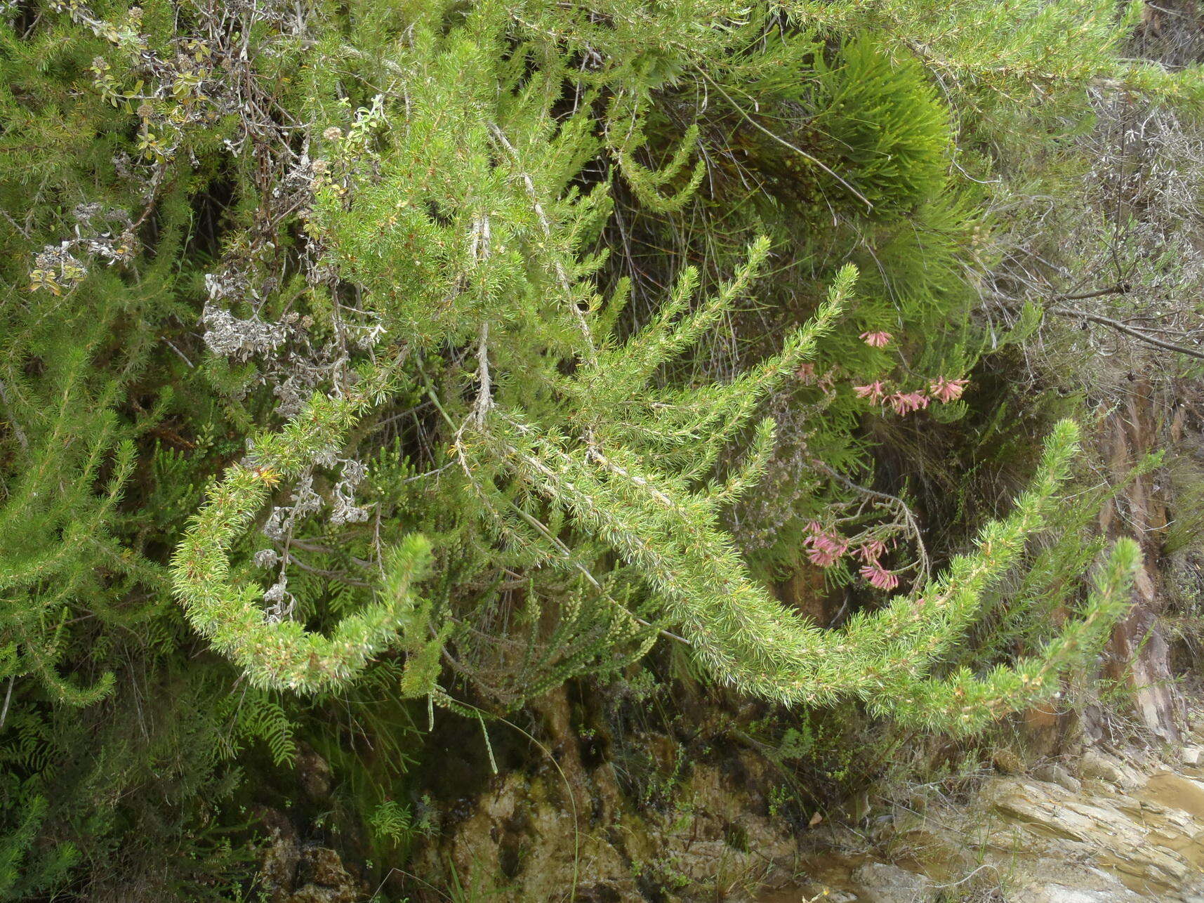 Image of Cliffortia paucistaminea var. australis C. Whitehouse