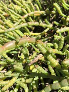 Слика од Tecticornia pergranulata (J. M. Black) K. A. Sheph. & Paul G. Wilson