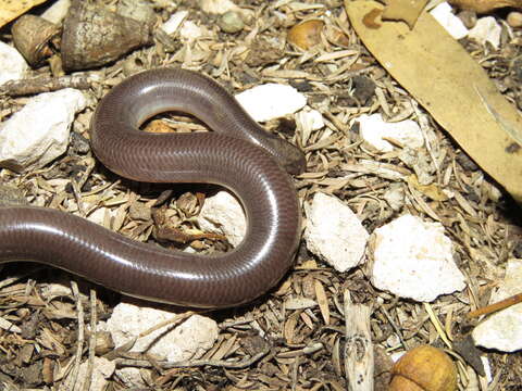 Image of Anilios bicolor (Peters 1858)