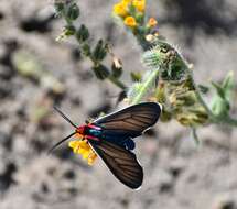 Image de Ctenucha brunnea Stretch 1872