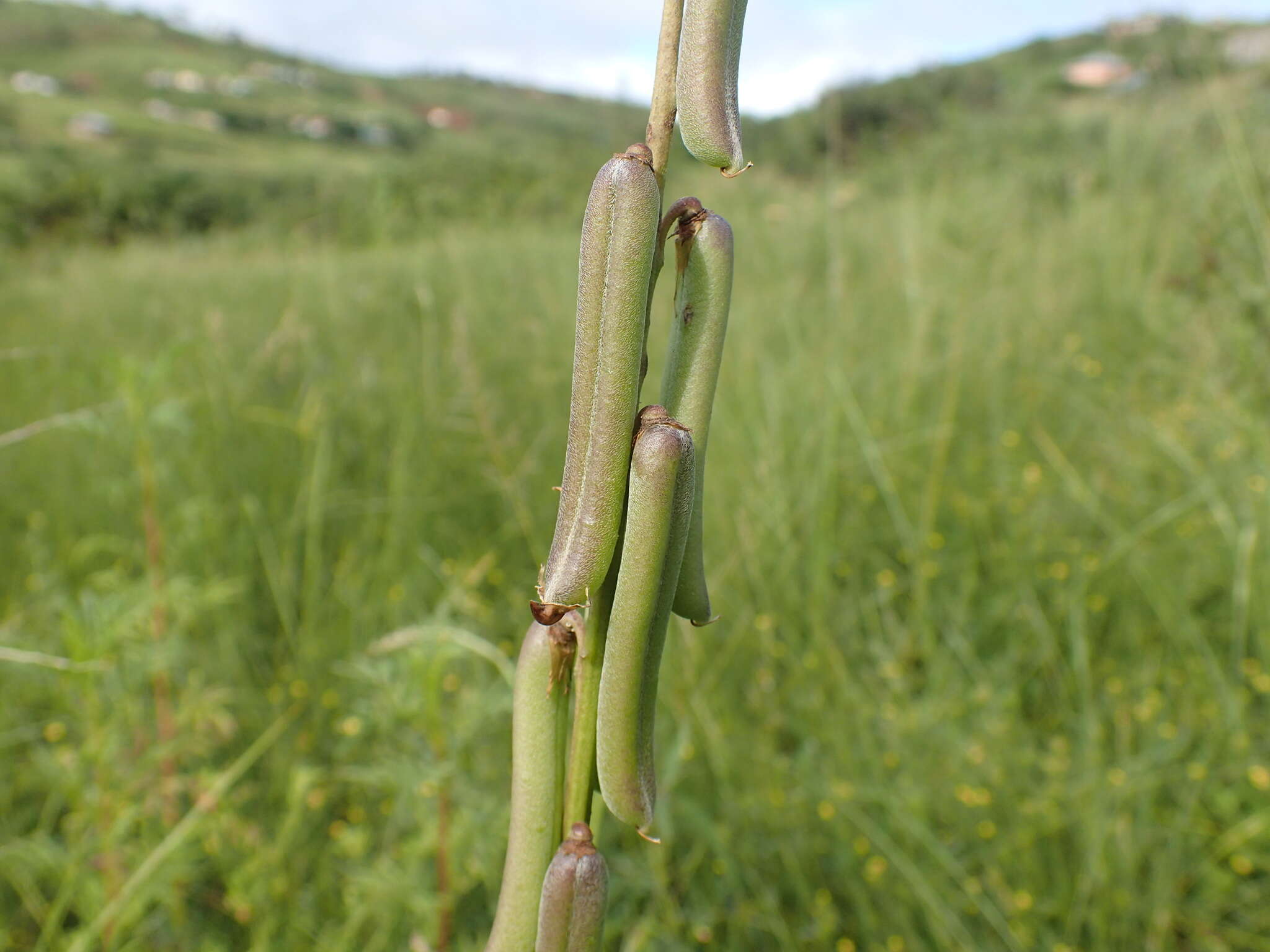 Image of lanceleaf rattlebox