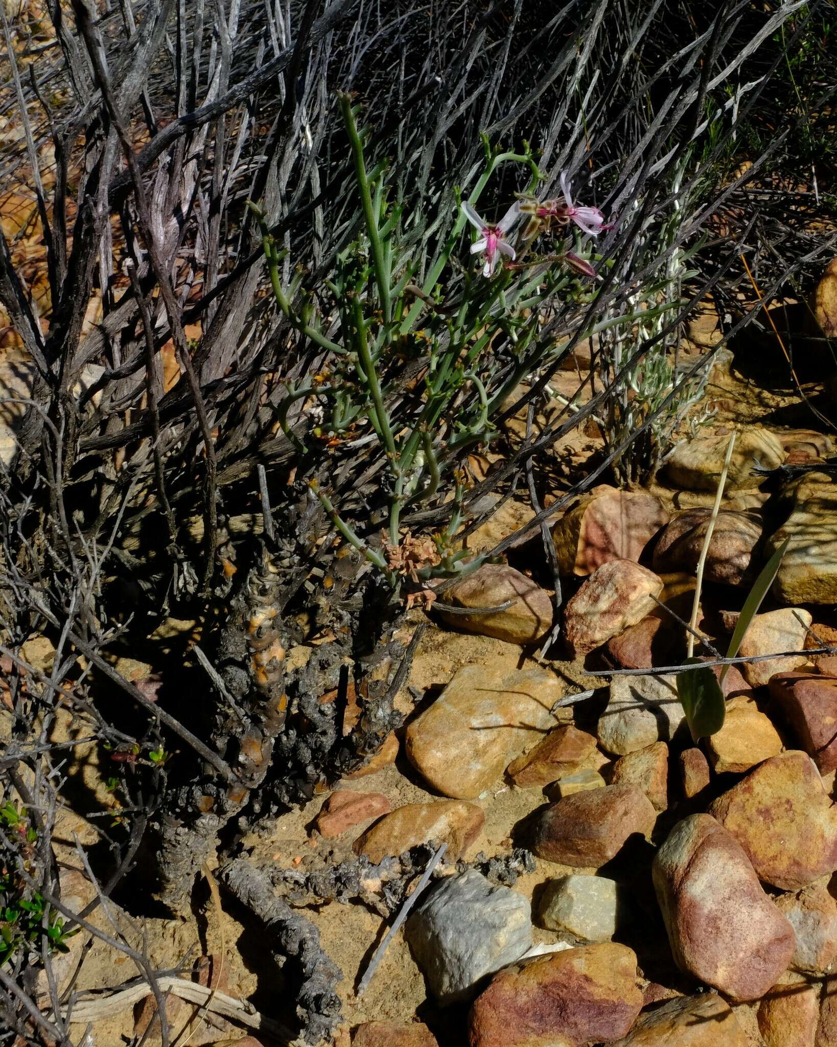 Image of Pelargonium karooescens R. T. F. Clifton