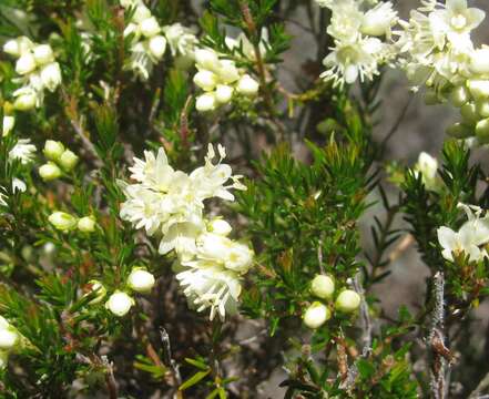 Image of Erica leucanthera L. fil.