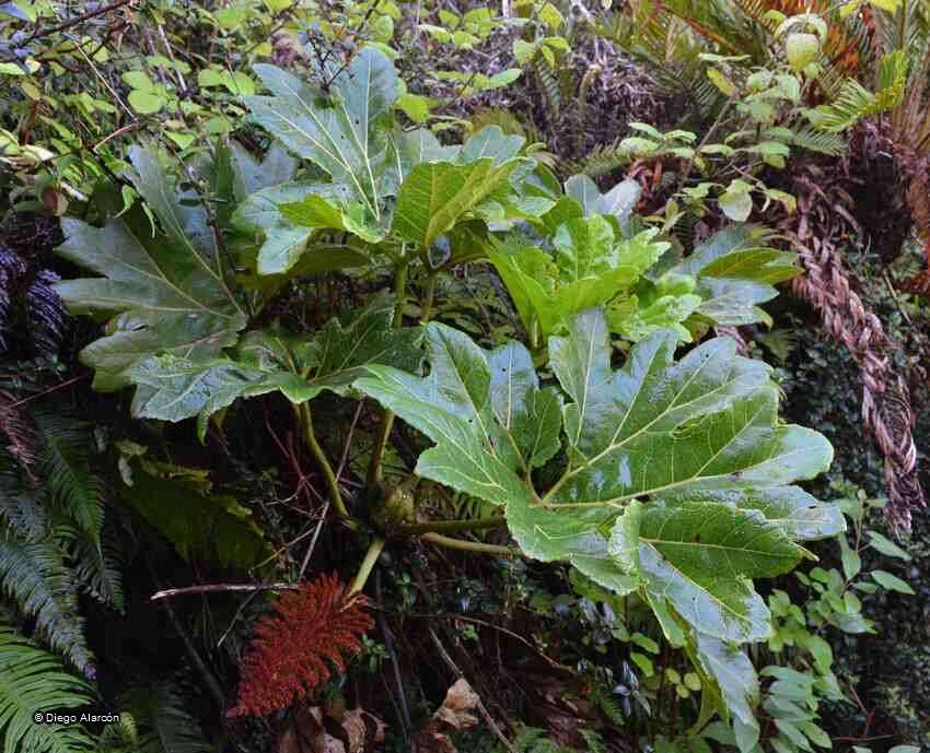 Image of Gunnera bracteata Steud. ex Benn.