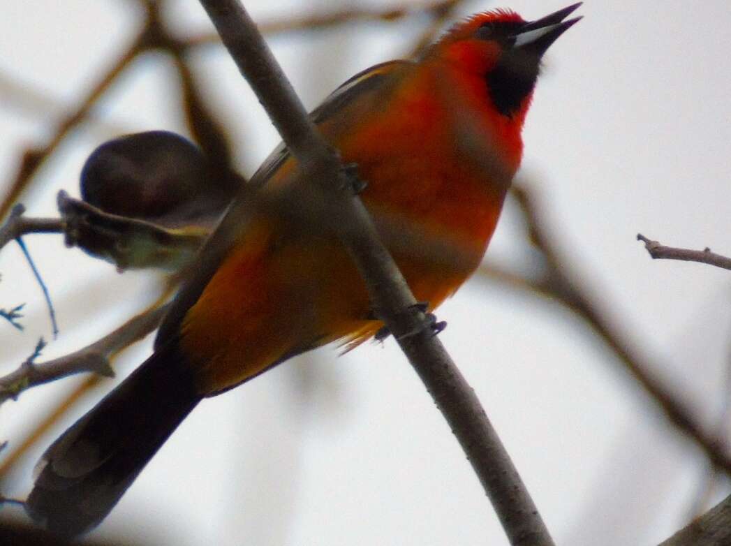 Image de Oriole à dos rayé