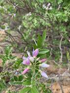 صورة Mundulea sericea subsp. sericea