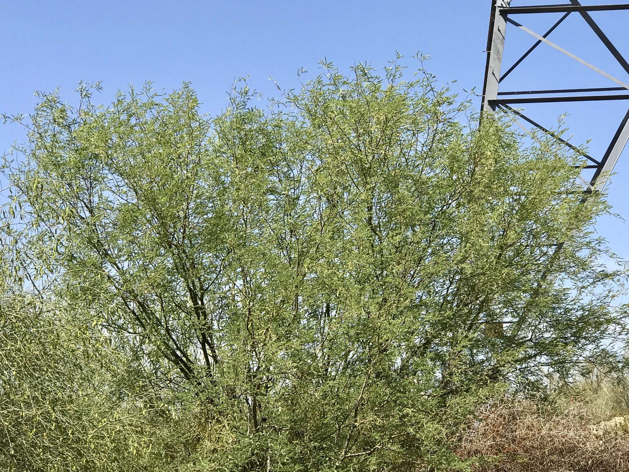 Image of velvet mesquite