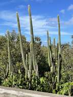 Image of Pilosocereus curtisii