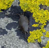 Ligia oceanica (Linnaeus 1767) resmi