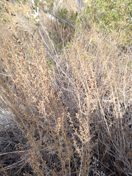 Image of coastal sagebrush