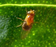 Image of Thaumatomyia rubida (Coquillett 1898)