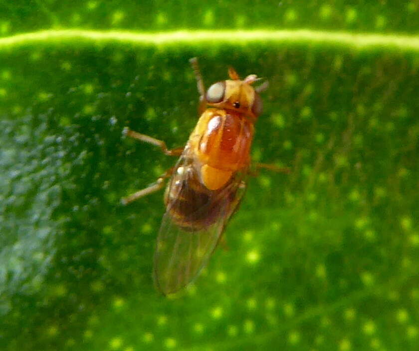 Image of Thaumatomyia rubida (Coquillett 1898)