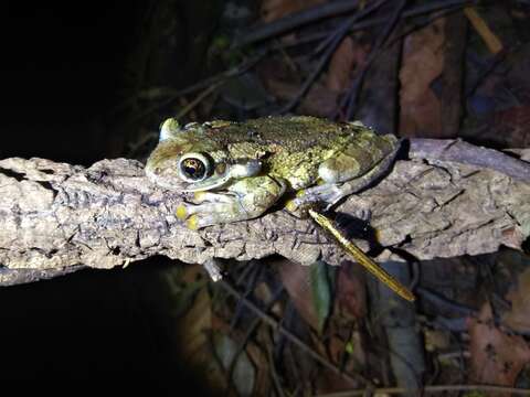 Image of Black-spotted Casque-headed Treefrog