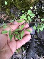 Image of Campanula intercedens Witasek