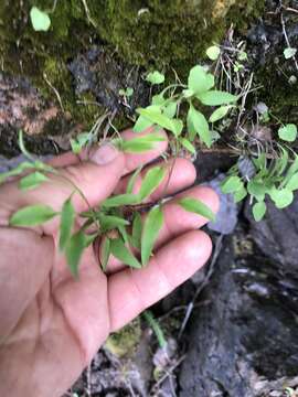 Plancia ëd Campanula intercedens Witasek