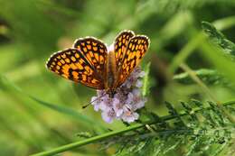 Imagem de Melitaea celadussa Fruhstorfer 1910