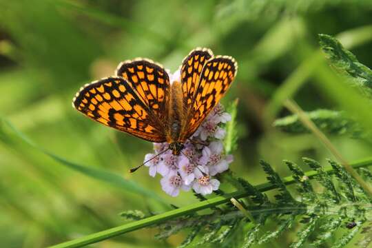 Image of Melitaea celadussa Fruhstorfer 1910