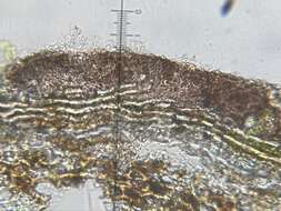 Image of dot lichen