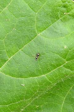 Image of Parapalaeosepsis plebeia (Meijere 1906)