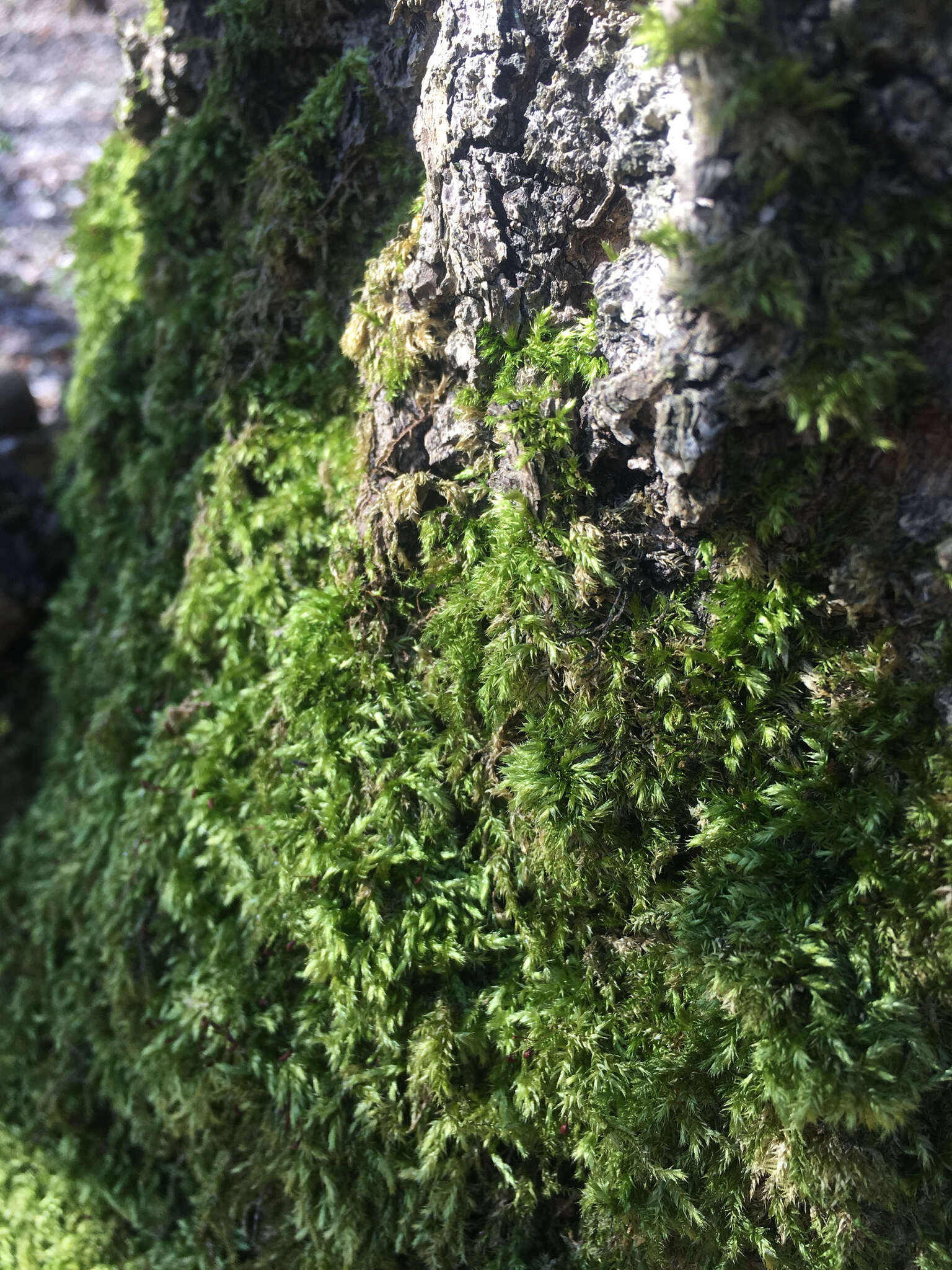 Image of rough-stalked feather-moss