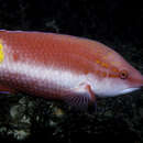 Bodianus pulchellus (Poey 1860) resmi