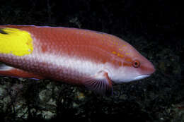 Bodianus pulchellus (Poey 1860) resmi