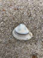 Image of cut surfclam