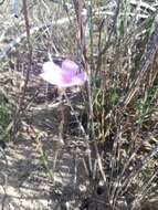 Image of Oxalis livida var. altior T. M. Salter