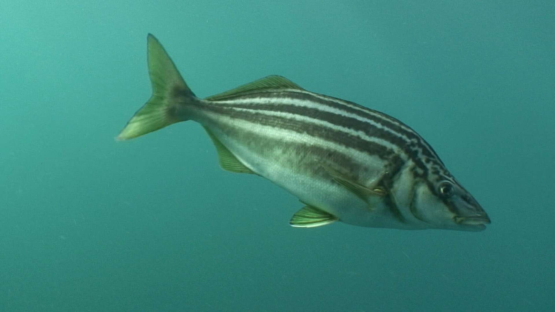 Image of Striped trumpeter