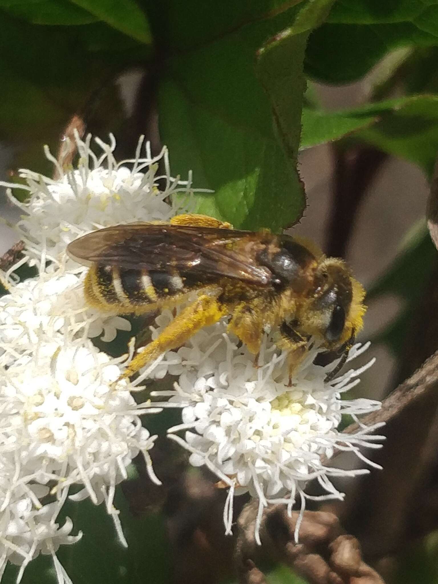 Image of Halictus frontalis Smith 1853