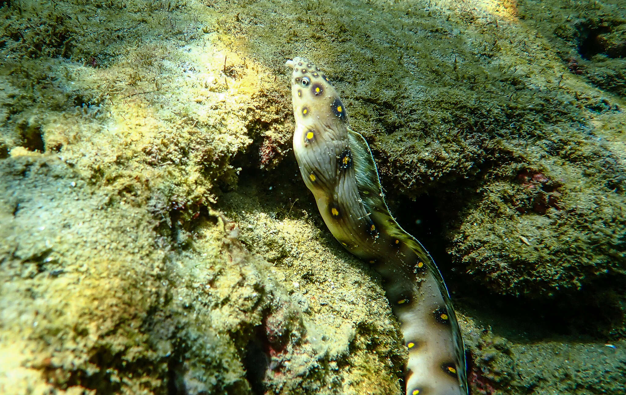 Image of Dark-spotted Snake Eel