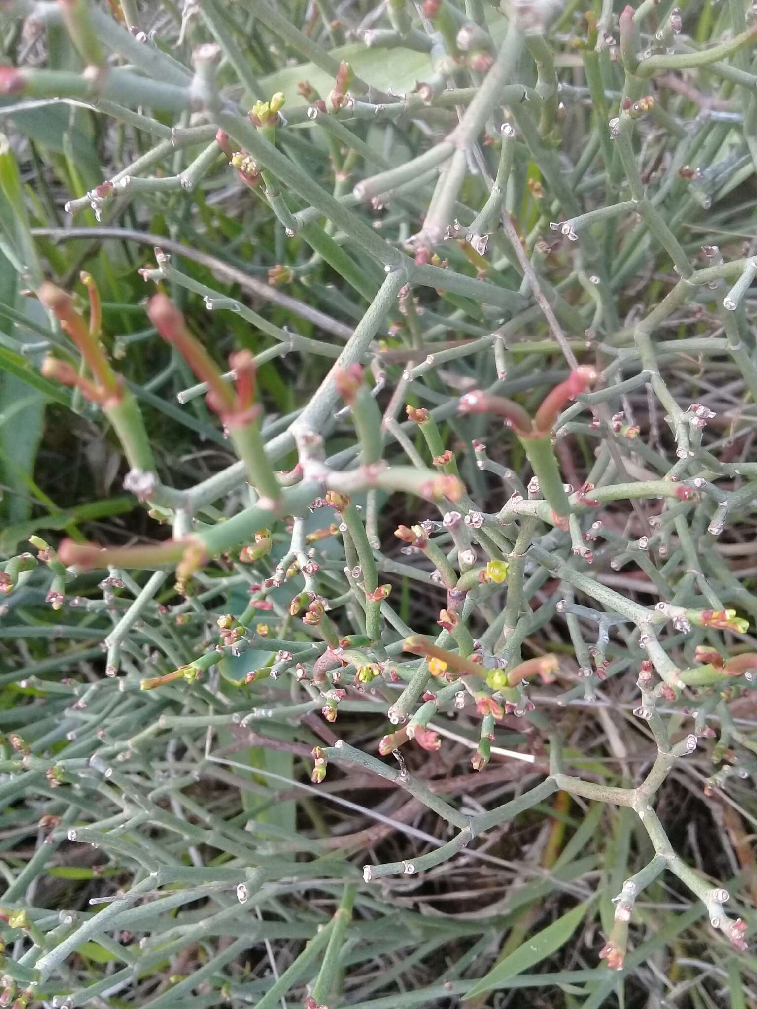 Image of Euphorbia tenax Burch.