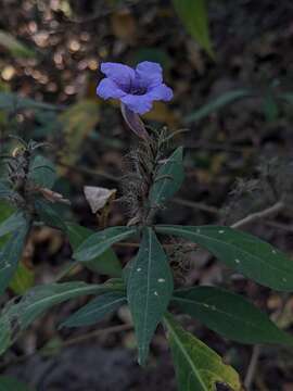 Strobilanthes integrifolius (Dalz.) Kuntze resmi