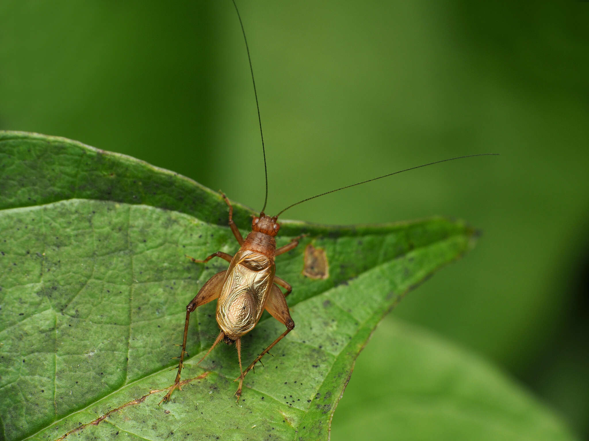 Image of Anaxipha vernalis Walker, T. J. & Funk 2014