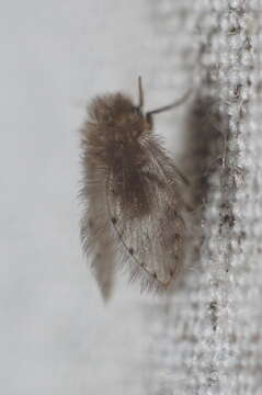 Image of Moth fly