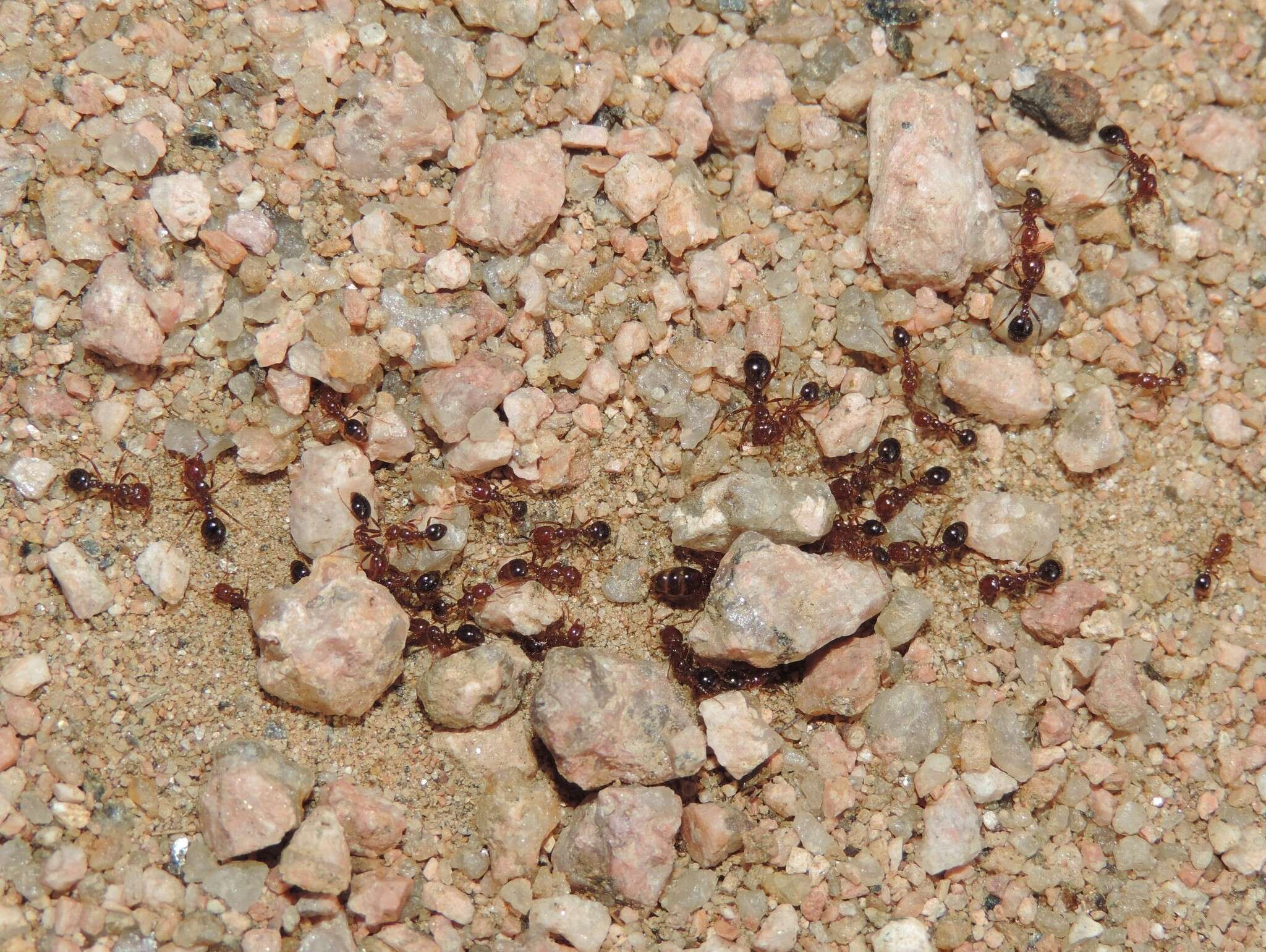 Image of Red imported fire ant